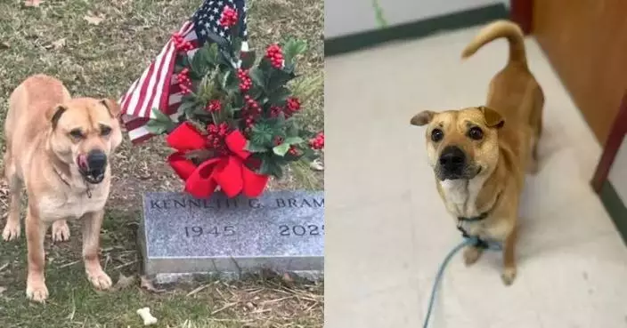 流浪犬闖墓園靜坐墓碑前被誤會替主人守墓 真相曝光被送收容所待領養