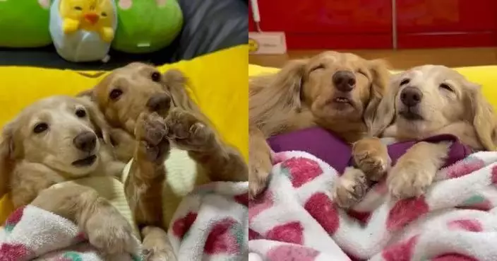 天氣轉冷拒起床 日本2臘腸犬死守被窩賴床演繹人類起床前的「絕望」