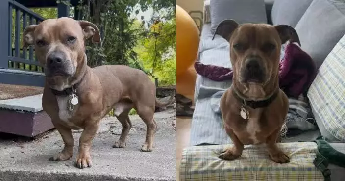 混種基因造就奇特外型 米克斯犬長方正霸氣頭部配超萌短腿似修圖