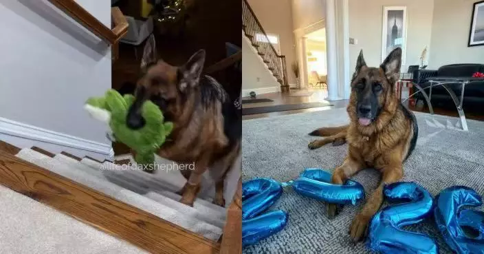 外型高大兇悍難掩童心 德國牧羊犬每晚叼公仔入睡 可愛反差萌融化人心