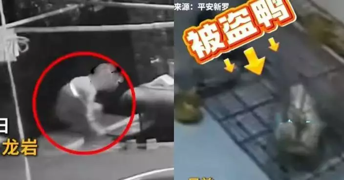 內地柯爾鴨凌晨遭盜走險成腹中餐 警員火速破案尋獲救一命