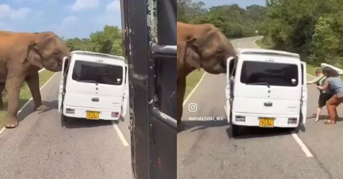 疑因被餵食失控 斯里蘭卡3噸野象撞旅遊巴扯下車門 乘客倉皇逃命