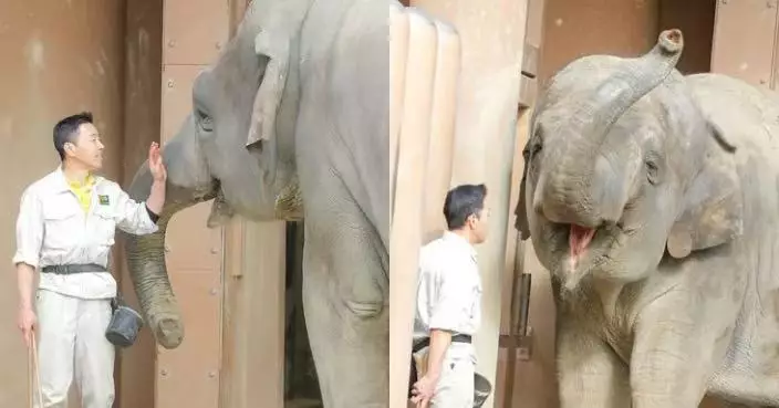 日動物園亞洲象見到熟悉飼育員即露「幸福笑容」 網民齊呼被治癒