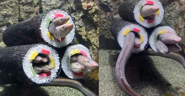 日水族館巧思設計惠方卷塑膠管 星鰻鑽入洞中化身「活食材」