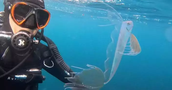 通常棲息數百米深海域 罕見「高鰭粗鰭魚」現身4.6米淺水區震驚科學家