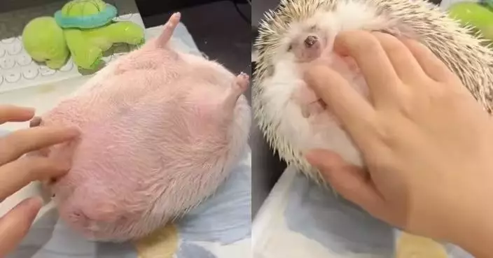 翻肚熟睡露粉色腹部似圓潤「肉球」 刺蝟遭主人輕撫身體即豎起尖刺