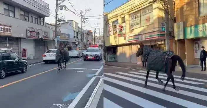 逃學外傳？日大學飼養馬匹逃出馬廄闖市區道路 奔走半小時後自行返校