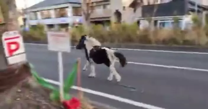 因受驚躁動出走 日神社馬匹街頭狂奔10分鐘後被安全尋回