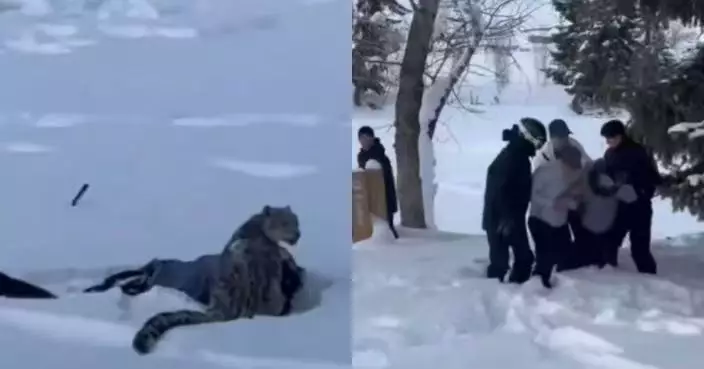 新疆滑雪客返酒店途中遭雪豹襲擊滿臉鮮血倒路旁被送院 當局籲提高警覺