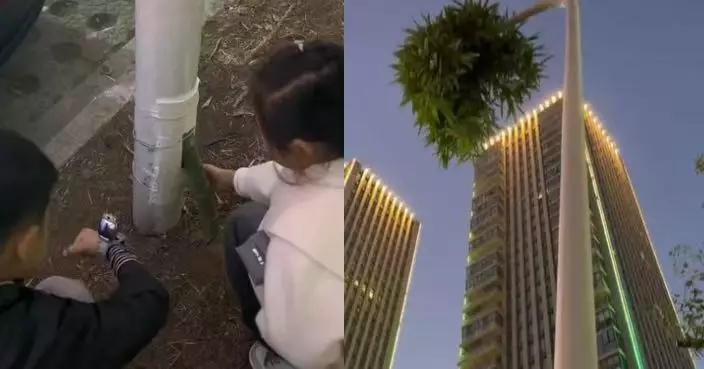 浙江路燈長出枝葉  竹筍鑽入燈柱「摸黑」長高至6米頂端探出獲稱「竹堅強」