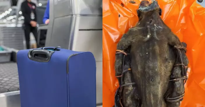 慎入！剛果旅客行李夾裝「靈長類木乃伊乾屍」入美遭查獲 驚悚用途曝光
