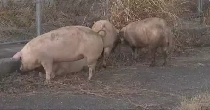 逾10隻豬逃脫闖高速公路「大逃亡」 日警方緊急封路圍捕