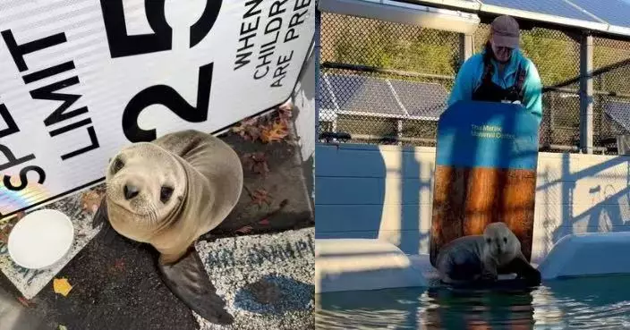 穿越車流誤闖停車場 美小海獅見警員到場救援抬頭張望露呆萌神情