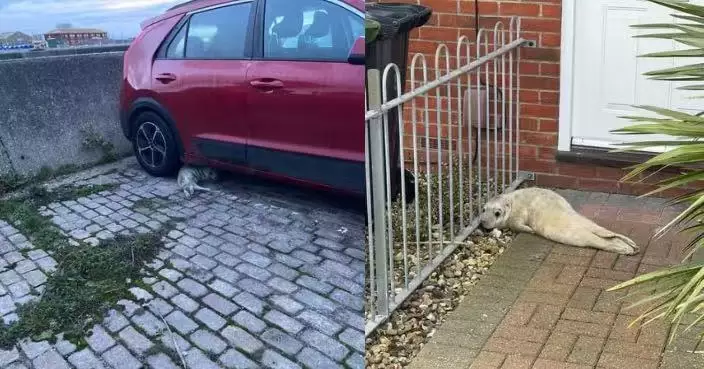 疑因潮汐強浪被沖上岸 瘦弱小海豹倒臥民居門口體重過輕被送往動物中心