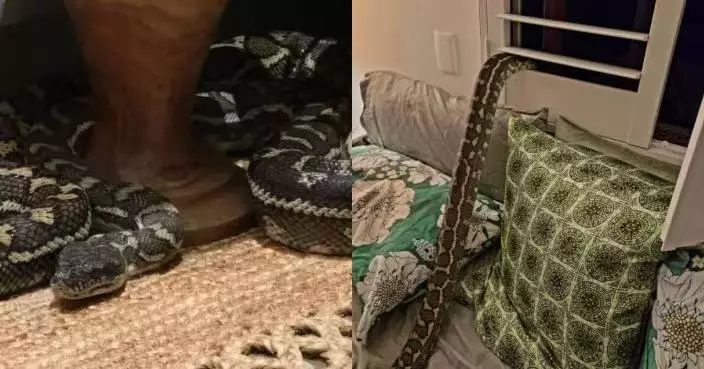 睡夢中遭「重物」壓胸 澳女驚醒見2.5米長巨蟒盤踞被窩冷靜咁做脫身