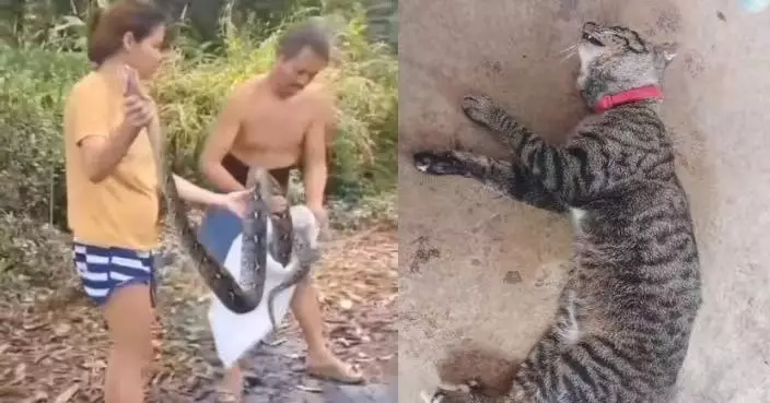 不顧5個月孕肚 泰孕婦徒手撥開4米蟒蛇驚險救出被纏寵物貓