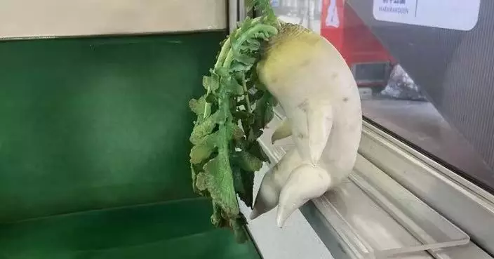 搭乘「食品模型列車」日本鐵道迷獲「沉思白蘿蔔」當旅伴陪足全程