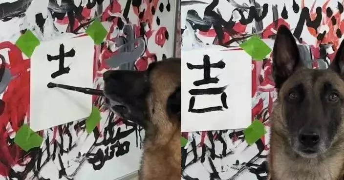 曾被譽為「狗界莫奈」！比利時犬挑戰中文書法寫「吉」字獲收藏家2.3萬買下
