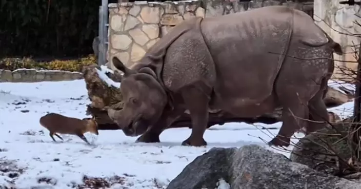 體型相差160倍！波蘭動物園14公斤山羌挑釁1.7噸犀牛 園方：只是玩耍