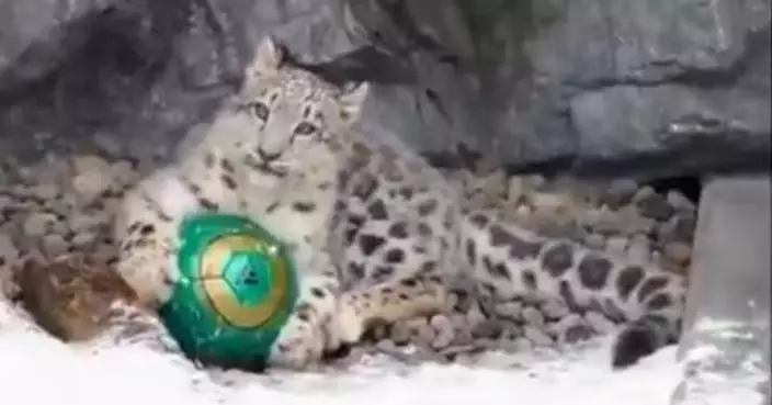 疑憂媽媽搶新足球 日動物園小雪豹叼波藏高處 卻見意外滑落傻眼