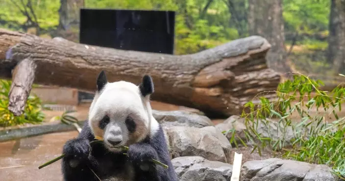旅日大熊貓「曉曉」和「蕾蕾」獲專家護送抵成都 接受隔離檢疫