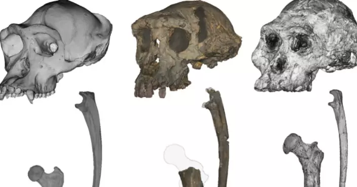 最早人類祖先？科學研究揭700萬年化石真相：1構造證實會直立