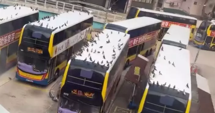 摩頓台巴士總站驚見上百野鴿聚集 巴士車頂開Party網揭某原因所致