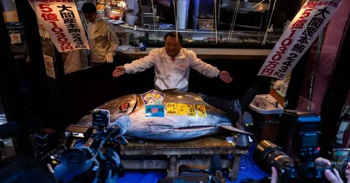 東京豐洲市場新年首場拍賣　243公斤藍鮨吞拿逾5.1億日圓成交創新高