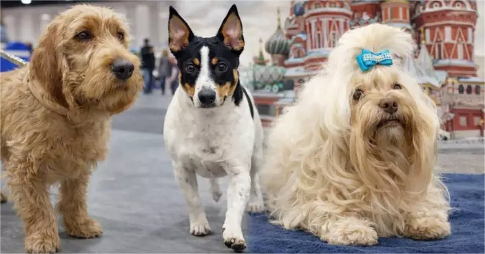 毛孩爸媽留意！美育犬協會認證三新犬種 蘇聯冷戰「公寓犬」登場