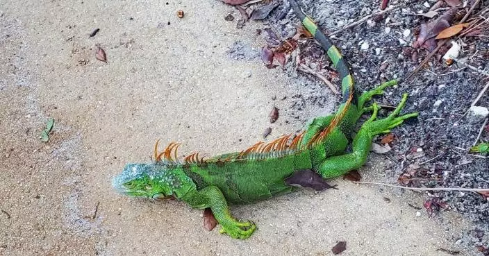 佛州跨年25年最凍 綠鬣蜥失溫凍成「雪條」墜樹如雨 專家警告勿觸碰