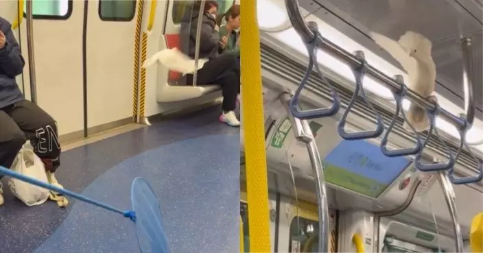 飛入屯馬綫車廂亂竄「空襲」女乘客 港鐵透露白鴿之後下場