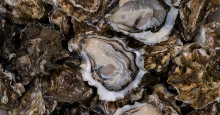 法國夫婦超市買生蠔 打開驚見活蟲蠕動 專家教路：碰一碰知死活