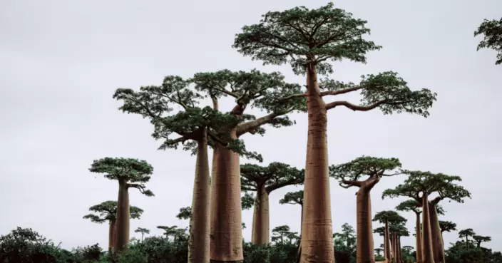 金沙薩最後百年猴麵包樹 面臨砍伐危機 環保組織急救「城市象徵」