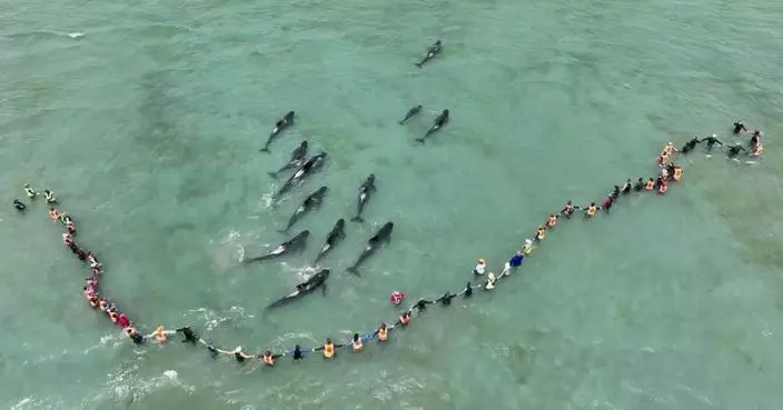 新西蘭領航鯨集體擱淺 3天全力救援 仍有15條未脫困