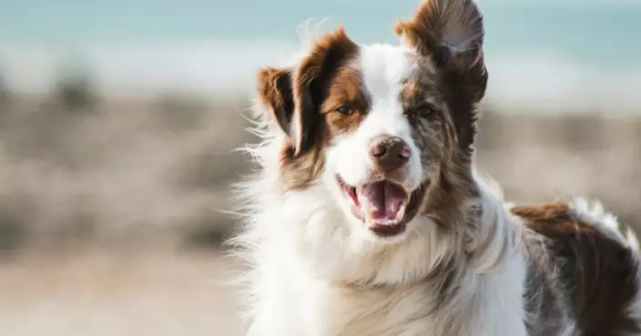 巴黎人行道漏電電死狗　狗主：踩雪散步變死亡之旅