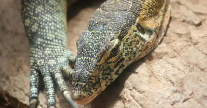 美國租客遺棄逾2米大蜥蜴 網友無視警告火速領養