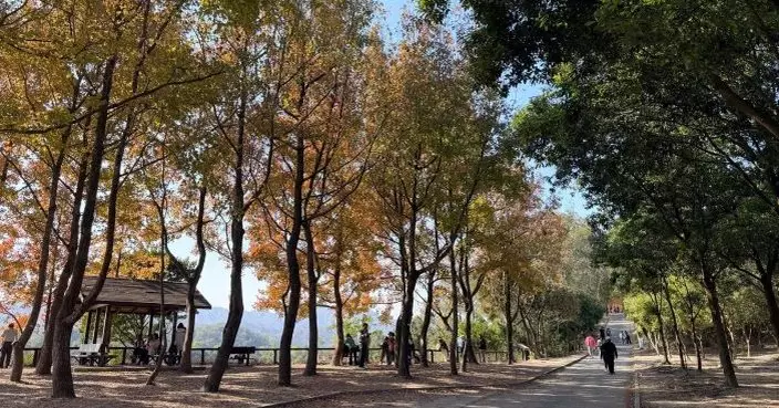 大棠及流水響等公共運輸服務假期加強　應對到郊外觀賞紅葉人流