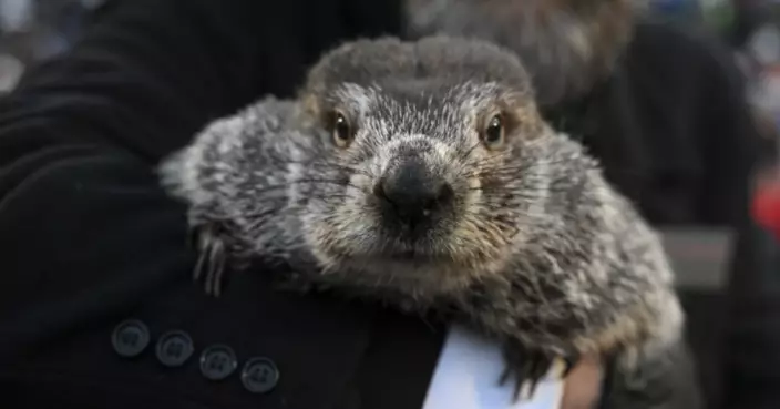 州長阻止引進外州土撥鼠 新州「土撥鼠日」恐停擺