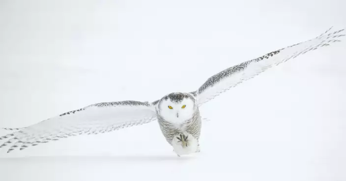 再見嘿美！哈利波特貓頭鷹絕跡逾十年 瑞典正式將雪鴞列為「區域性滅絕」