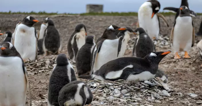 研究：氣候變遷致南極變暖 企鵝繁殖季創紀錄提早