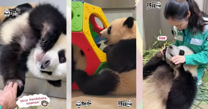 家姐細佬解鎖新玩具「七彩火車捐山窿」 奶媽寵愛日常瞓大髀按摩