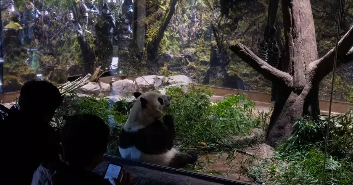 旅日大熊貓最後展出 入園預約超額逾20倍