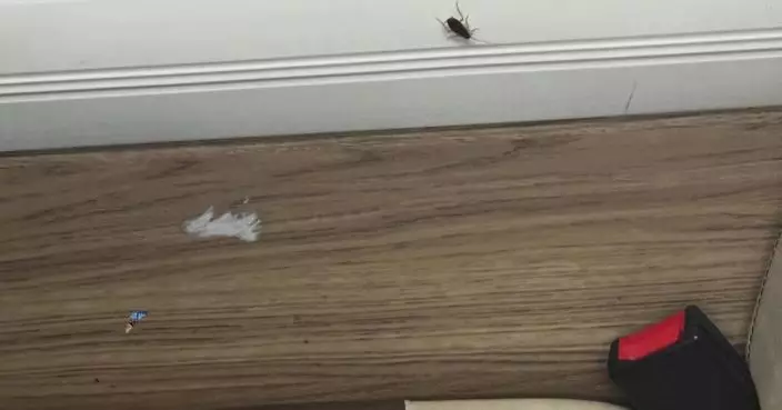 女乘客搭巴士戴安全帶驚遇曱甴 網笑：本身有安樂窩嚇到走晒出嚟！