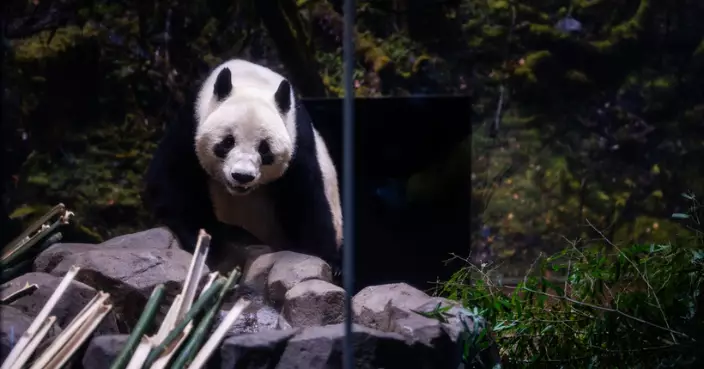 旅日大熊猫回國 外交部﹕歡迎日本民眾來華觀看