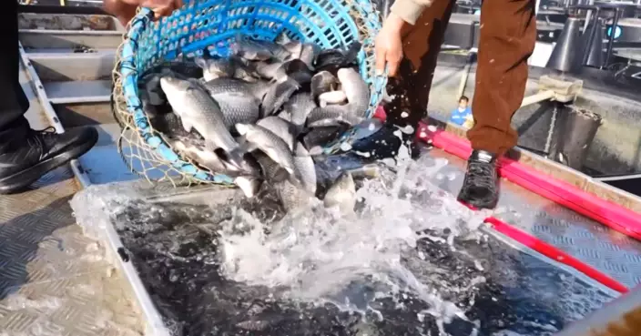 貴州活魚「游」出國際！鱘魚出口全國稱冠 去年貨值暴漲74%