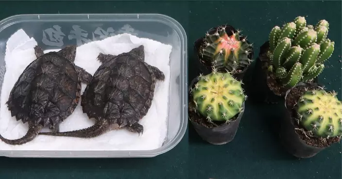 62歲男旅客深圳灣偷運懷疑瀕危活龜及仙人掌入境 遭海關拘捕