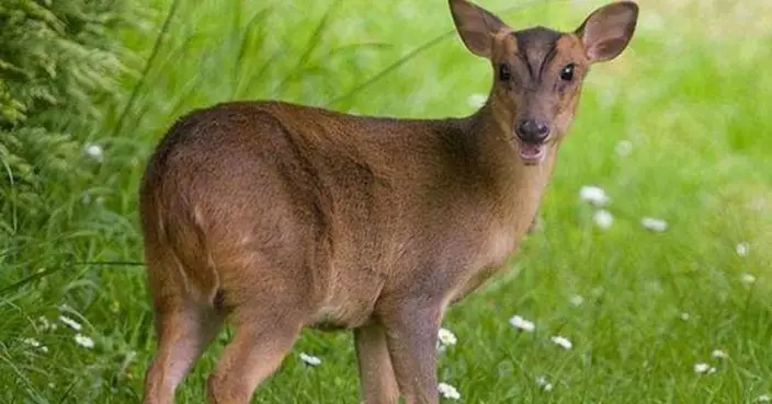 無熊也困擾！日本千葉縣一動物氾濫成災闖民居吃嫩芽 叫聲似人類尖叫