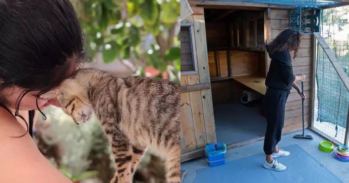 包住宿！希臘小島招募貓咪義工　島上三千流浪貓需照顧
