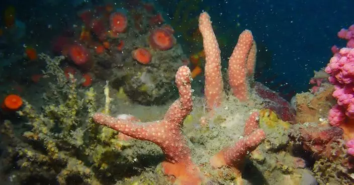 浸大發現兩種軟珊瑚新物種 港珠水域生物多樣性研究新突破
