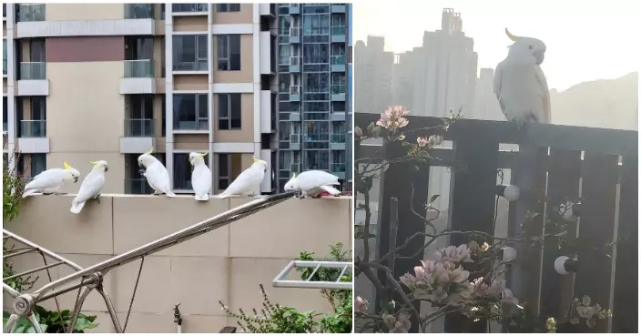 街坊驅趕極度記仇「鳥界方丈」  翌日遭廿隻「銅鑼灣揸fit鳥」大軍壓境報仇